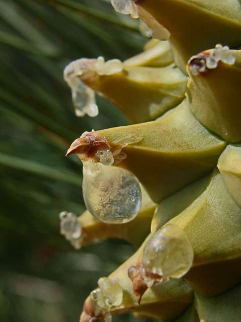 Knobcone Pine, Pinus attenuata